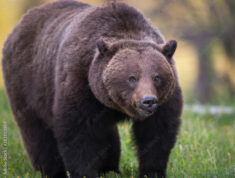 Grizzly bear in the wild