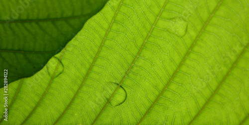 closeup green leaf texture with drops water