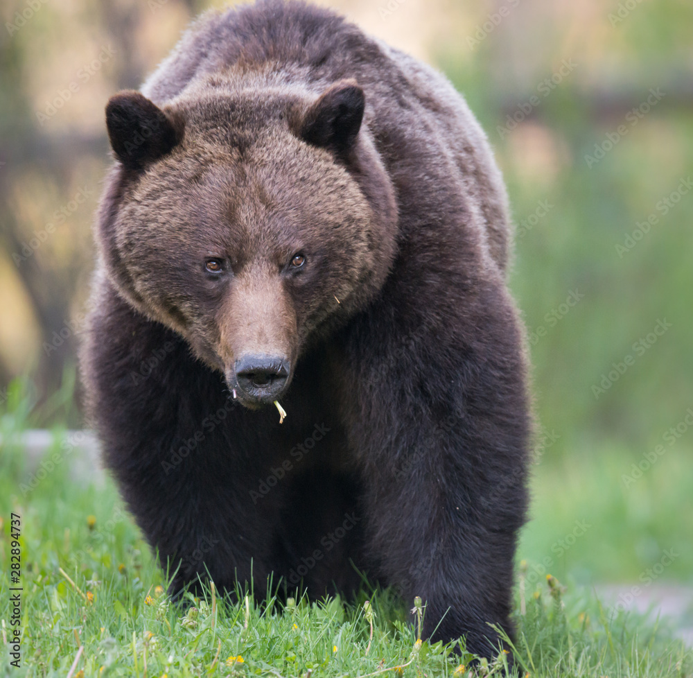 Grizzly bear in the wild