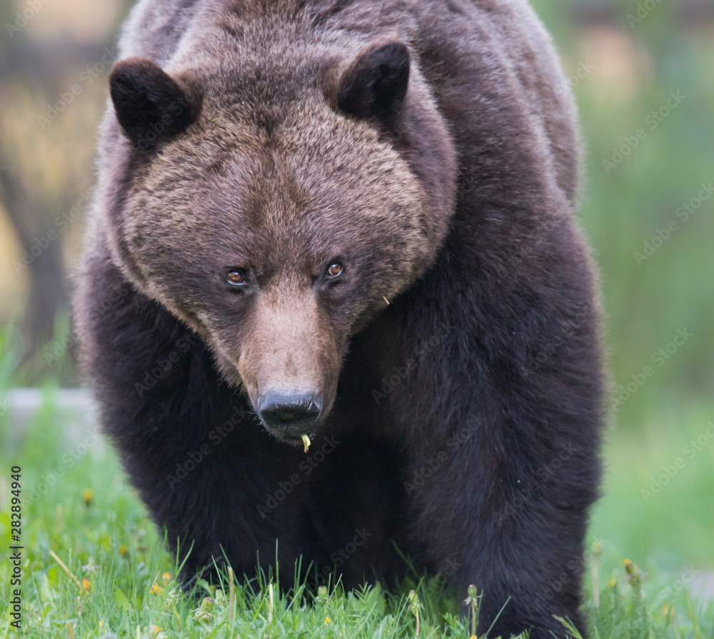 Grizzly bear in the wild