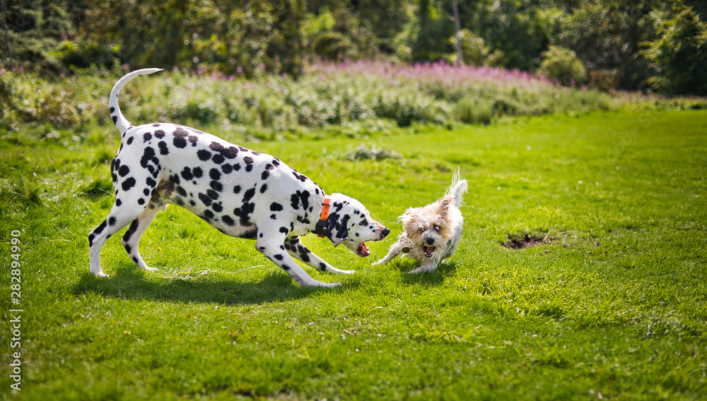 Obraz premium The Dalmatian