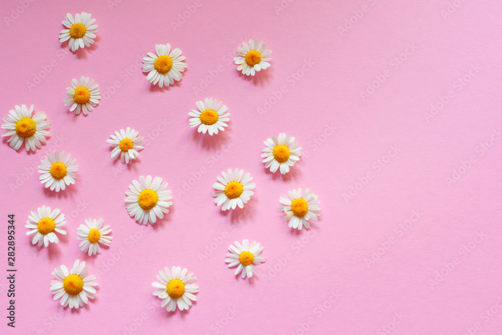 Obraz premium Chamomile flowers on a pink background. Medicine and beauty concept.