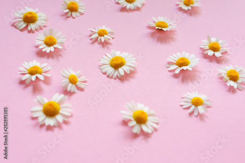 Chamomile flowers on a pink background. Medicine and beauty concept.