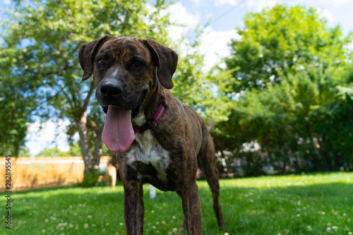 Dog in Park - Plott Hound
