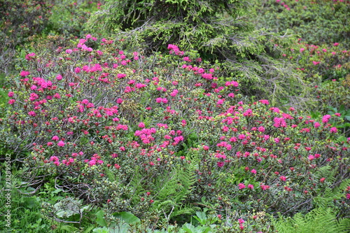 Almrosen Rhododendron ferrogeneum