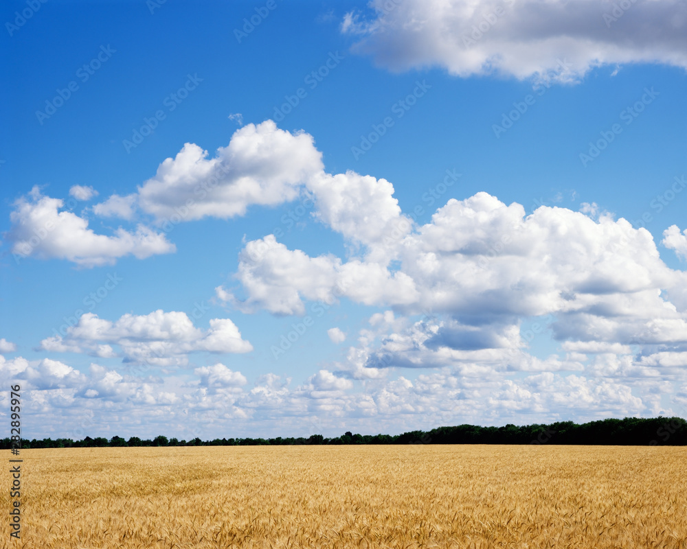 Ripe golden wheat field ready for harvest, Pastoral landscape with blue sky and clouds. Ripe golden wheat field ready for harvest, Pastoral landscape with blue sky and clouds.