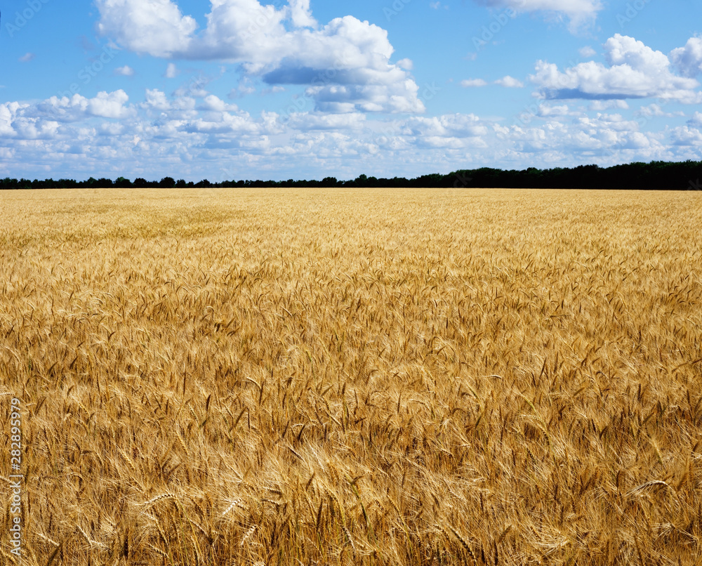 Fototapeta premium Ripe golden wheat field ready for harvest, Pastoral landscape with blue sky and clouds.