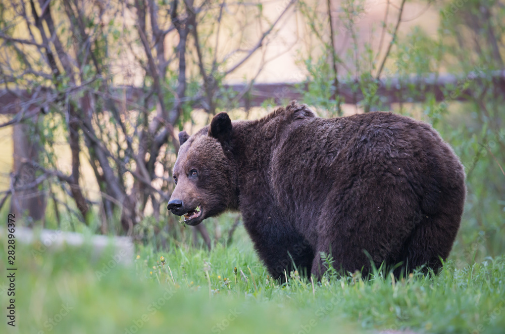 Fototapeta premium Grizzly bear in the wild