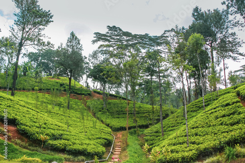 Tea plantations in the mountains Sri Lanka. Beautiful landscape of nature Nuwara Eliya