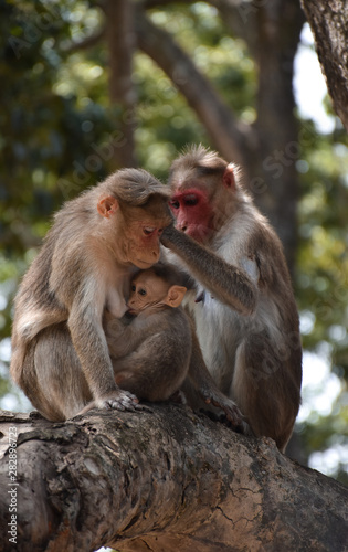monkey family lovable pair