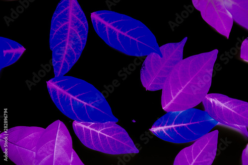 Beautiful abstract texture colorful purple black and white tree plant forest landscape on the darkness and purple background and wallpaper