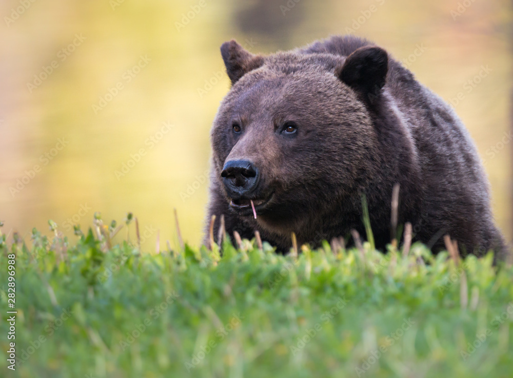 Fototapeta premium Grizzly bear in the wild