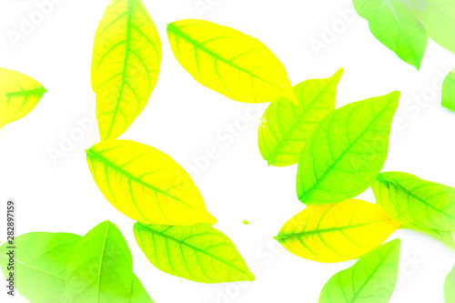 Beautiful abstract texture color yellow and green tree leaves on the white isolated background and wallpaper