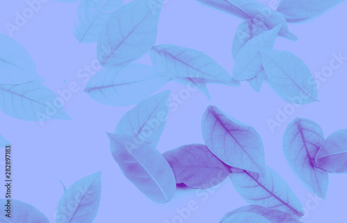 Beautiful abstract texture color white pink and purple leaves isolated on the white background and wallpaper