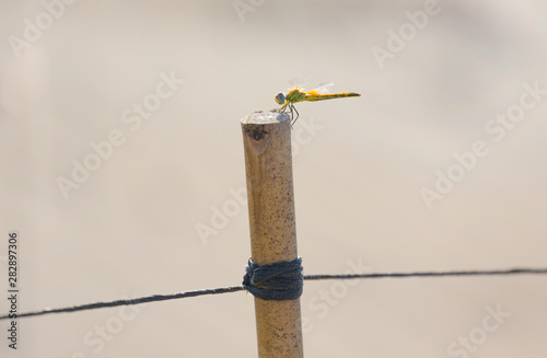 Close up of a dragonfly on the beach photo