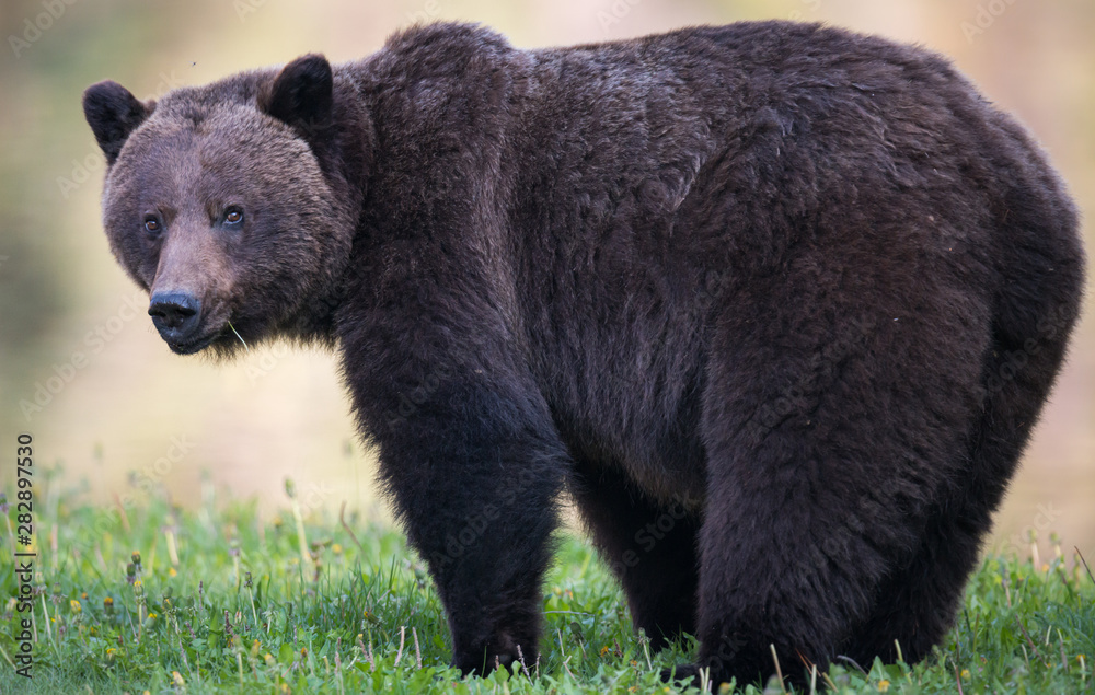 Fototapeta premium Grizzly bear in the wild