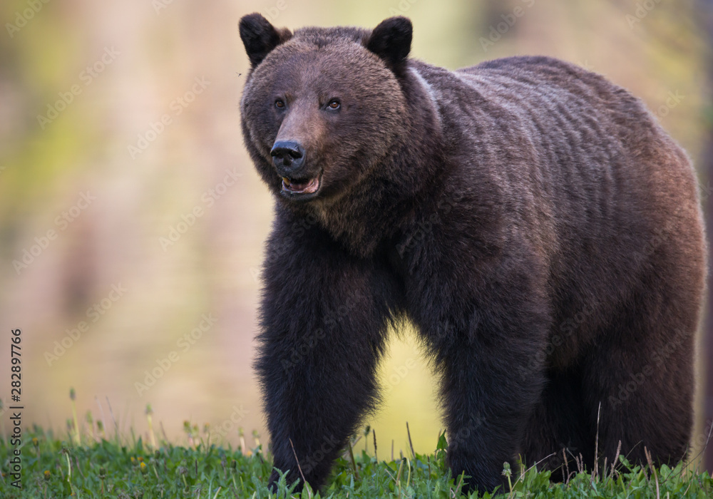 Grizzly bear in the wild