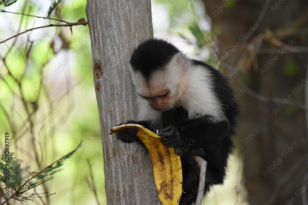 Fototapeta premium Tiens, celle ci est terminée.