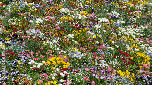 Obraz na płótnie Farbenfrohe Blumenwiese in der Blüte