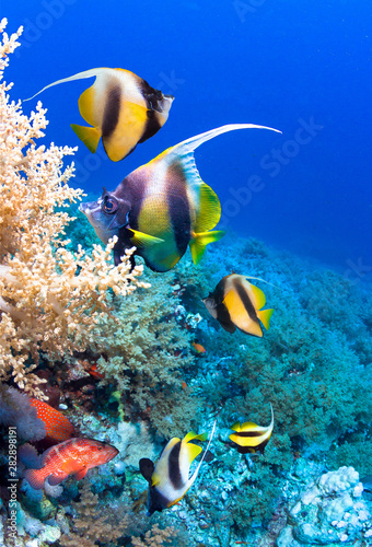 nderwater scene. Coral reef  colorful fish groups and sunny sky shining through clean sea water. 