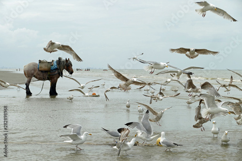 Cold blooded horse standing on the beach of the Belgian coast while a hord of great black-backed seagulls are flying over the beach and the water photo