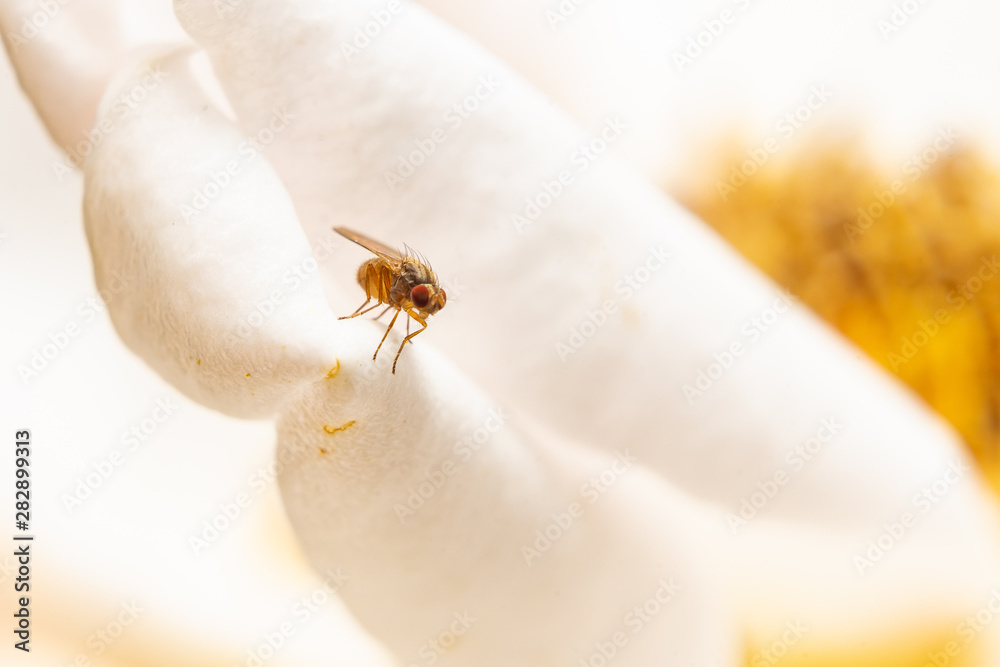 Macro picture of a mosquito, baby insect Macro picture of a mosquito, baby insect