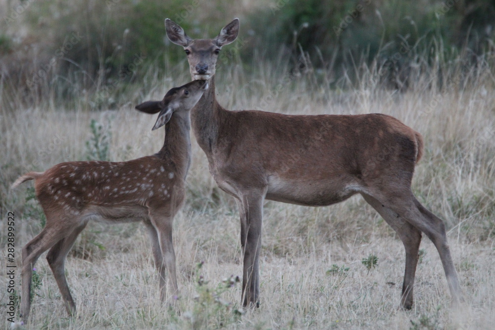 Biche et faon Biche et faon