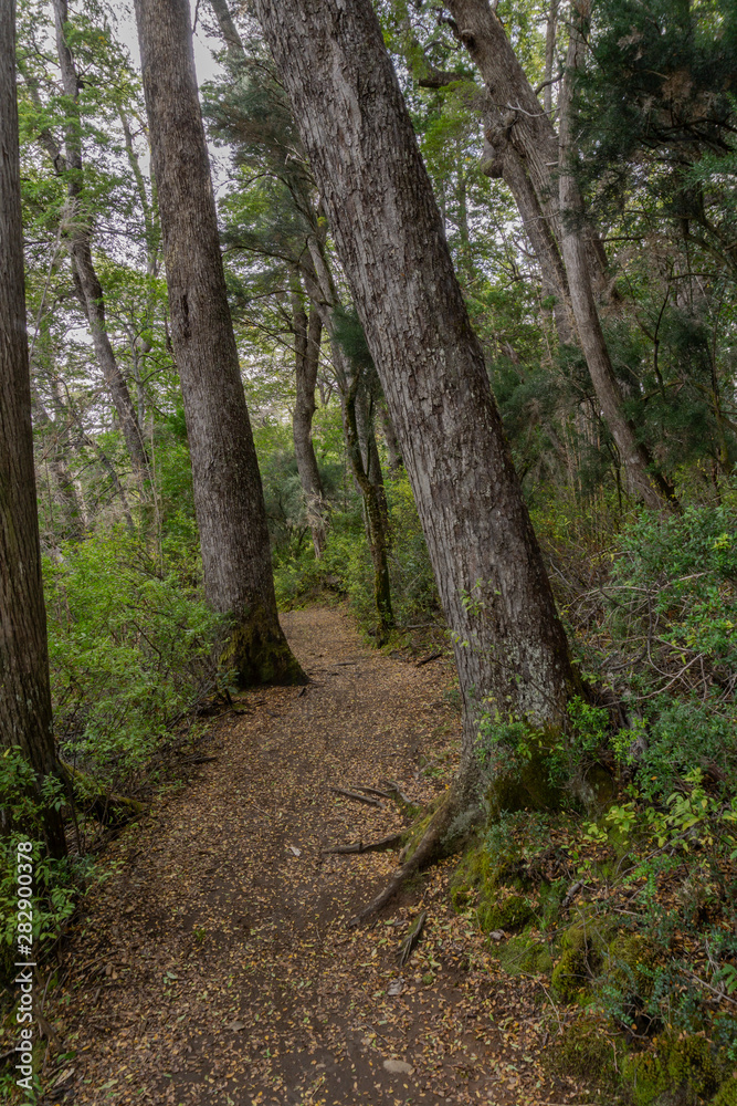 Scene view of path in the forest during autumn season in Los Alerces National Park, Patagonia, Argentina Scene view of path in the forest during autumn season in Los Alerces National Park, Patagonia, Argentina