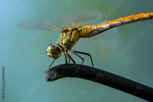 Allphotokz Dragonfly 20080802 2730 5D