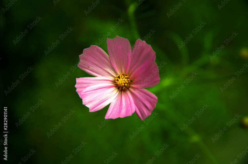 Fototapeta premium purple flower