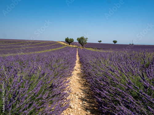 France  july 2019  Lavender field summer sunset landscape near Valensole.Provence France