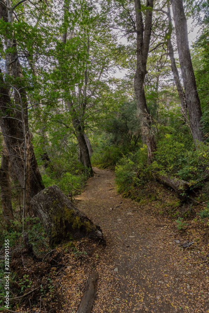 Scene view of path in the forest during autumn season in Los Alerces National Park, Patagonia, Argentina