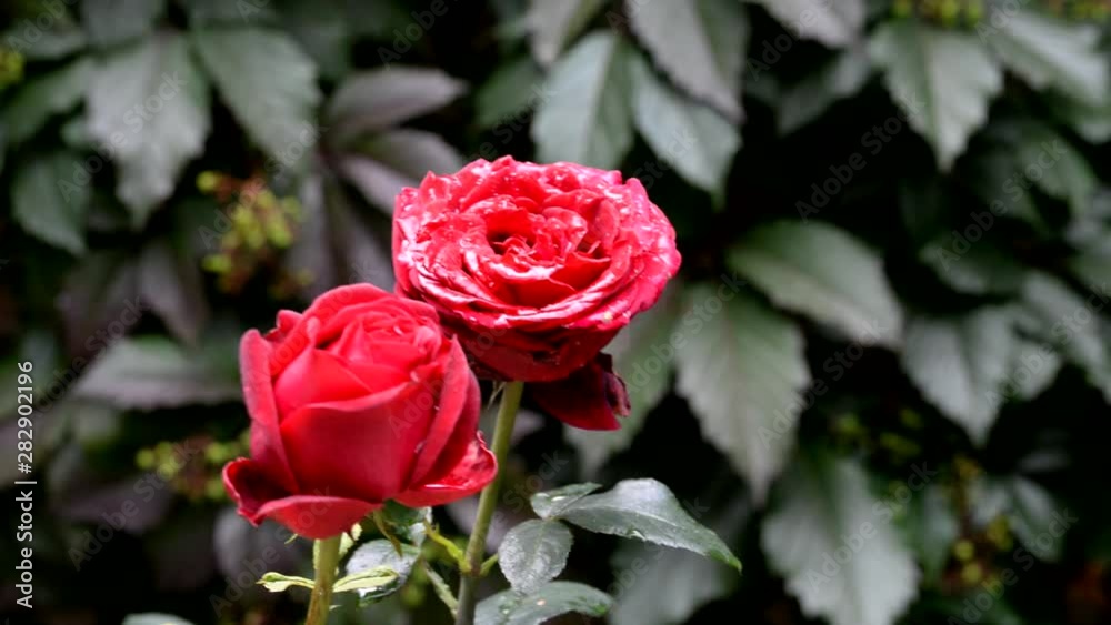 A flower of a fresh charming red rose on a background of green leaves. A red rose is covered with dew. Red Rose. A flower of a fresh charming red rose on a background of green leaves. A red rose is covered with dew. Red Rose.