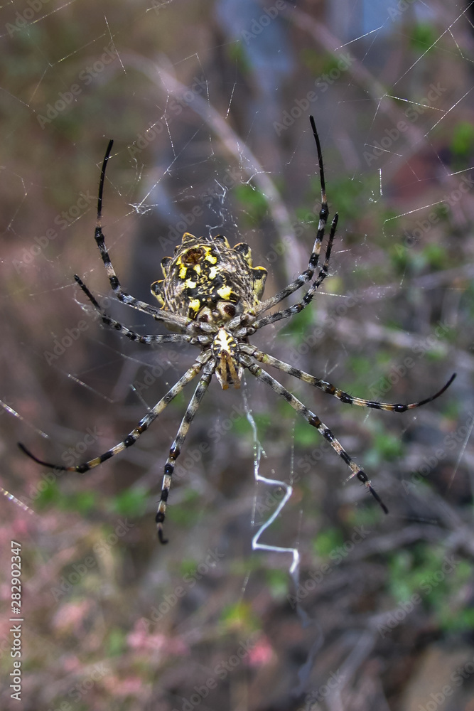 Allphotokz Spider 20050829 3948 Canon Allphotokz Spider 20050829 3948 Canon