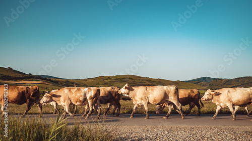 Cows in the middle of a field © Chetan