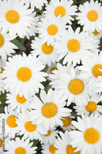 Marguerites in a garden in summer  filling the frame