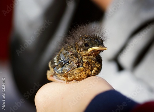 rescued chick with down on his head sitting on a child's hand