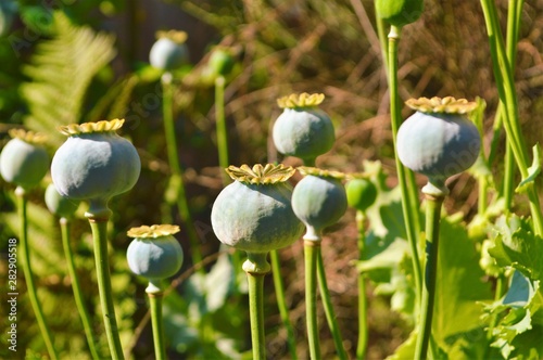 Opium Poppy seedheads