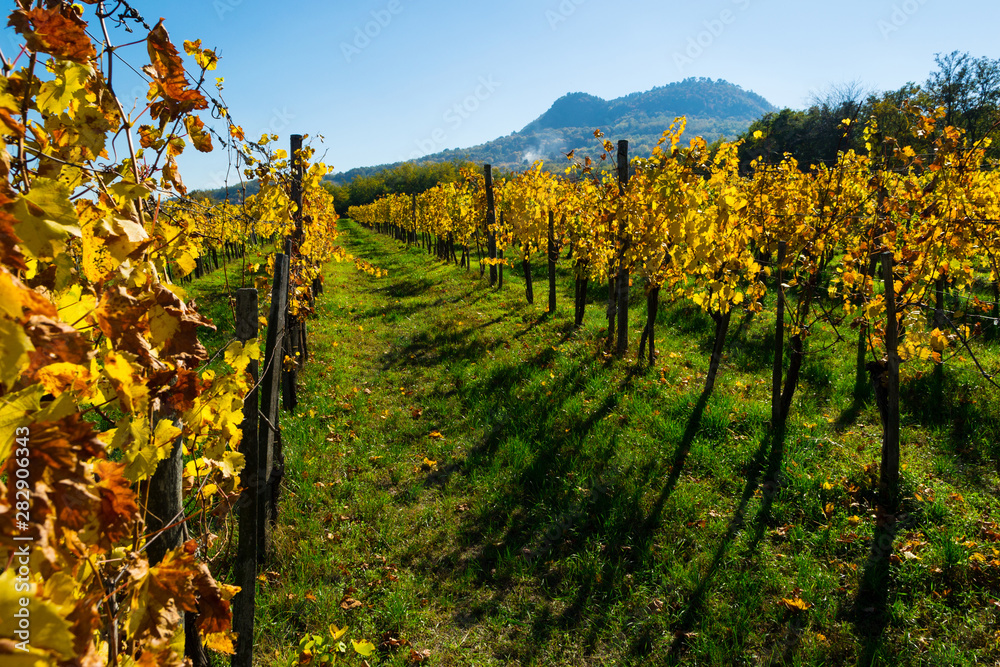 Naklejka premium yellow grape leaves at vineyard, october, St George hill at background