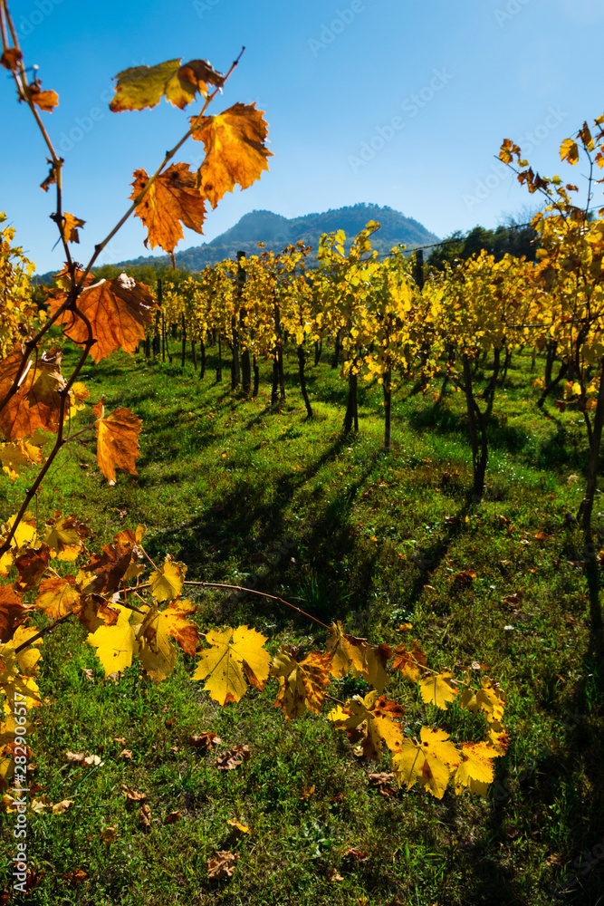 Fototapeta premium yellow grape leaves at vineyard, october, St George hill at background