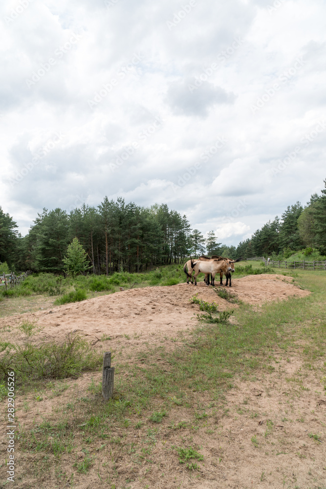 Obraz premium Wildpferde