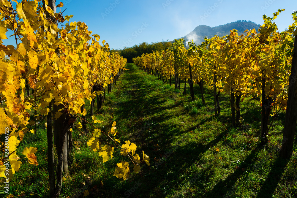 Naklejka premium yellow grape leaves at vineyard