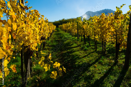Fototapeta Naklejka Na Ścianę i Meble -  yellow grape leaves at vineyard