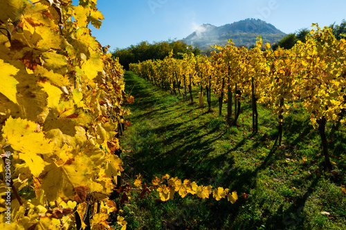 Fototapeta Naklejka Na Ścianę i Meble -  yellow grape leaves at vineyard,