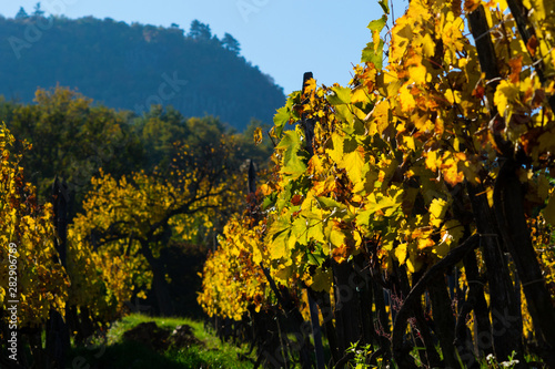 Fototapeta Naklejka Na Ścianę i Meble -  yellow grape leaves at vineyard,