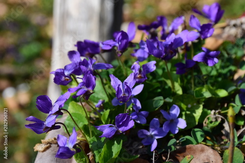 Veilchen  Bl  tenpflanze  Viola reichenbachiana  Viola  Duft  Veilchenduft  lila  violett  Bl  ten  Natur  Waldboden  Entspannung