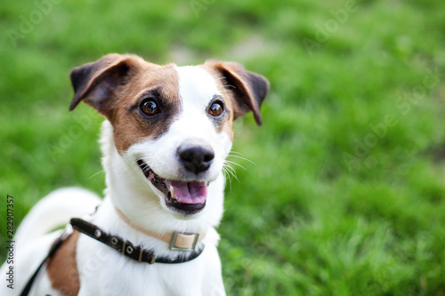 Purebred Jack Russell Terrier dog outdoors on nature in the grass. Close-up portrait of a happy dog ​​sitting in a park. Jack Russell Terrier dog smiling on grass. Pets, friendship, trust. Copy space.