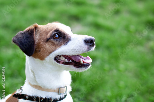 Purebred Jack Russell Terrier dog outdoors on nature in the grass. Close-up portrait of a happy dog ​​sitting in a park. Jack Russell Terrier dog smiling on grass. The concept of pets. Copy space. 