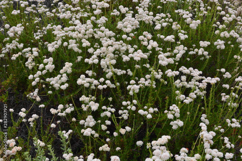 Bush of White Flowers