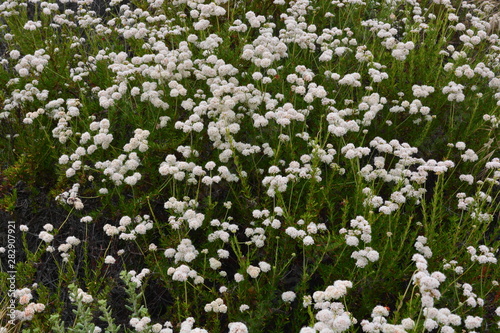 Bush of White Flowers